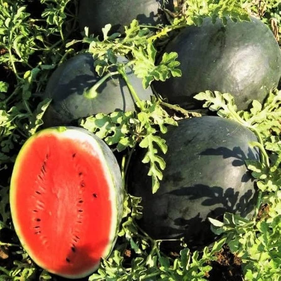 Black Diamond Watermelon Seeds (Citrullus lanatus) – 10 Seeds, Heirloom, Large 30-50 lb Fruit