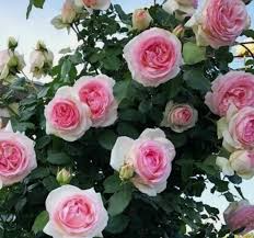 Pink Garden Rose Unrooted Cutting (Climbing Rose) – 5-8 Inches