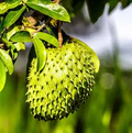 Soursop Tree Guanábana 4" Tropical Fruit Tree in Pot (Annona muricata) - Cuttings