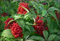 80 Red Elderberry Seeds (Sambucus racemosa) - Deciduous Shrub, Edible Bright Red Berries