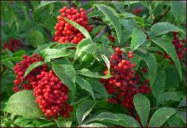 80 Red Elderberry Seeds (Sambucus racemosa) - Deciduous Shrub, Edible Bright Red Berries