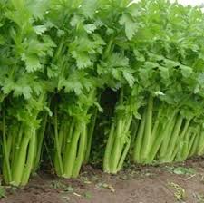 Celery Tall Utah 52/70 Seeds - 2500 Seeds | Apium graveolens, Heirloom for Crisp Stalks