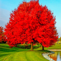 Red Maple Tree (Acer rubrum) 2-Pack Live Bare Root Plants 10-12"