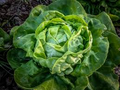 Buttercrunch Lettuce (Lactuca sativa) - 500 Seeds | Heat-Tolerant, Sweet & Tender Leaf Lettuce