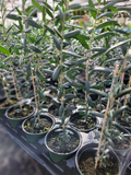 Arbequina Olive Tree - 4-Inch Pot, 10-15" Tall, Starter Plant, Edible Olive for Containers