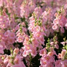 Chantilly Pink Snapdragon Seeds (Antirrhinum majus) - 1000+ Seeds, Tall Fragrant Pink Blooms