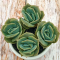 Echeveria 'Lovely Rose' - 5 Fully Rooted Succulents in 2" Pots