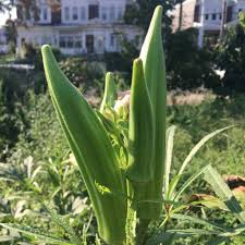 Okra Clemson Spineless Seeds – 85 Seeds, Abelmoschus esculentus, Spineless Pods