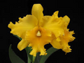 Rlc Pathoon Delight 'Golden Sun' Orchid – Yellow Cattleya Starter Plant, 3-Inch Pot