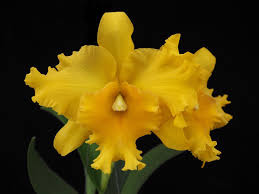 Rlc Pathoon Delight 'Golden Sun' Orchid – Yellow Cattleya Starter Plant, 3-Inch Pot