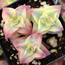 Crassula Perofata 'String of Buttons' - 2 Bare Root Live Plants