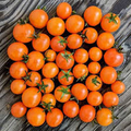 Orange Dream Micro Dwarf Tomato Seeds - Heirloom, Non-GMO, 15 Seeds