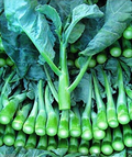 Wan Shen Kailan Seeds (Brassica oleracea) Chinese Broccoli | 500mg ~150 Seeds