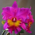 Cattleya Rlc King of Taiwan Orchid - Small Seedling, Purple Blooms, Starter Plant
