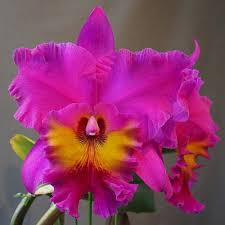 Cattleya Rlc King of Taiwan Orchid - Small Seedling, Purple Blooms, Starter Plant