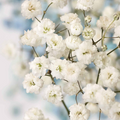 50 Baby's Breath Snowflake Seeds (Gypsophila paniculata) Non-GMO Perennial - 50 Seeds