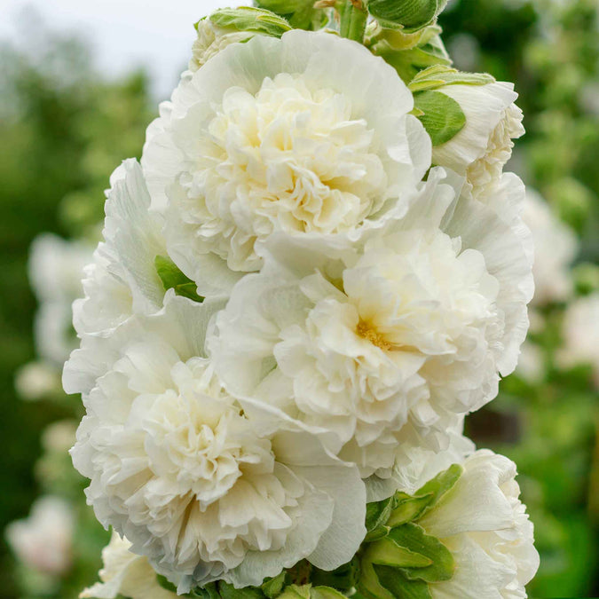 Hollyhock MAJORETTE Double White Seeds - Alcea rosea, 50 Seeds, Dwarf Biennial, Non-GMO