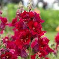 Madame Butterfly Red Snapdragon Seeds (Antirrhinum majus) - 1000+ Seeds for Garden & Cut Flowers