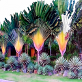 Traveler's Palm Tree Seeds (Ravenala madagascariensis) - 5 Seeds