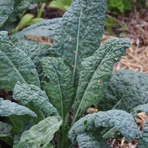 Kale Lacinato (Dinosaur Kale) Seeds – 1g, Brassica oleracea, Non-GMO Heirloom