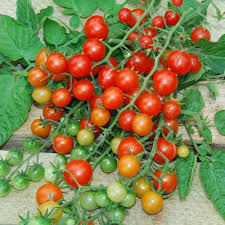 Tess' Land Race Currant Tomato Seeds - 25 Fresh Heirloom Tiny Cherry Seeds