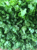 Santo Cilantro (Coriandrum sativum) Seeds - Bolt-Resistant, Aromatic Herb