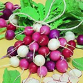 Easter Egg Radish Seeds - 500+ Colorful Heirloom Blend, Fast-Growing 25-30 Days