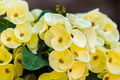 Light Yellow Crown of Thorns Cutting (Unrooted) - Euphorbia milii Starter Cutting
