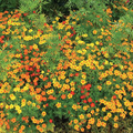 Signet Marigold Starfire Mix Seeds - 200 Non-GMO Flowers for Cutting Garden, 12" Tall