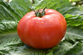 Beefsteak Tomato Seeds - 300 mg, Heirloom Solanum lycopersicum