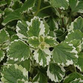 Plectranthus coleoides ‘Variegata’ | 3 Rooted Cuttings (4") Swedish Ivy - Variegated, Trailing, Fragrant