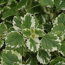 Plectranthus coleoides ‘Variegata’ | 3 Rooted Cuttings (4") Swedish Ivy - Variegated, Trailing, Fragrant