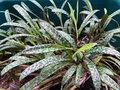 Ledebouria socialis (Silver Squill) - Variegated Live Plant, 1 Starter Plant