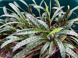 Ledebouria socialis (Silver Squill) - Variegated Live Plant, 1 Starter Plant
