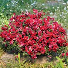 Candy Showers Purple Snapdragon Seeds (Antirrhinum majus) - 1000+ Seeds, Trailing Purple Blooms