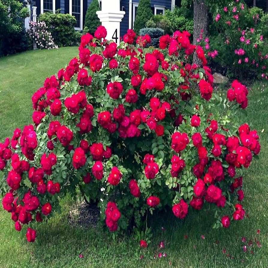 20 Japanese Red Rugosa Rose Seeds (Rosa rugosa 'Rubra') – Hardy Fragrant Bush, Zones 3-10