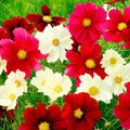 Cosmos Rubies Sunshine Mix Seeds - 100 Non-GMO Cosmos bipinnatus (Red, Yellow, Pink) for Pollinators
