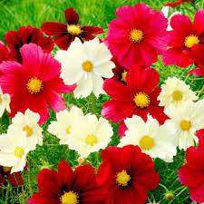 Cosmos Rubies Sunshine Mix Seeds - 100 Non-GMO Cosmos bipinnatus (Red, Yellow, Pink) for Pollinators