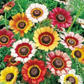 Painted Daisy Seeds - Non-GMO, Yellow/Red/White Blooms, Pollinator Attracting, Drought-Tolerant, Zones 3-10