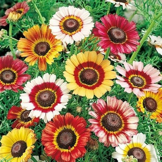Painted Daisy Seeds - Non-GMO, Yellow/Red/White Blooms, Pollinator Attracting, Drought-Tolerant, Zones 3-10