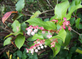 Salal Berry Seeds (Gaultheria shallon) - 100 Seeds for Evergreen Shrub, Edible Berries