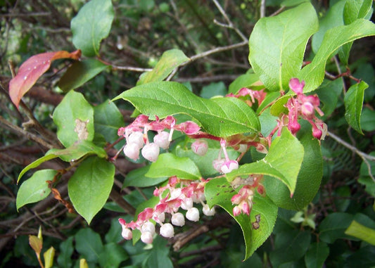 Salal Berry Seeds (Gaultheria shallon) - 100 Seeds for Evergreen Shrub, Edible Berries