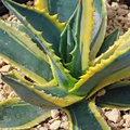 Variegated Agave Americana (Century Plant) – 6-12" Live Starter Plant