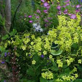 500 Seeds Tobacco Lime Green Flower Seeds, Nicotiana alata - Part-Shade, Non-GMO