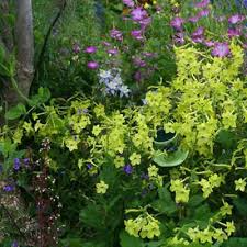 500 Seeds Tobacco Lime Green Flower Seeds, Nicotiana alata - Part-Shade, Non-GMO