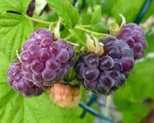 Mysore Black Raspberry (Rubus niveus) Bare Root Starter Plants – 10 Plants