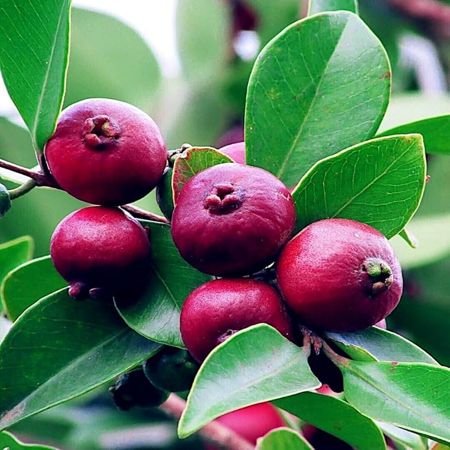 20 Strawberry Guava Seeds (Psidium cattleianum) - Exotic Edible Fruit Tree, Zones 9-11