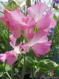 Aunt Jane Sweet Pea Seeds - Soft Pink, Fragrant, Climbing Vine (50+ Seeds) - Lathyrus odoratus