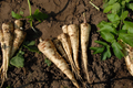 Parsnip All American Seeds - 350 Seeds, Pastinaca sativa, High Yield, Sweet Roots