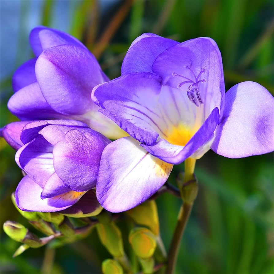 Freesia Single Blue Bulbs - 5 Fragrant Flower Bulbs for Gardens & Containers (USDA Zones 9-10)